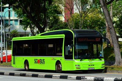 Bus 803 - SBS Transit MAN NL323F (A22) (SMB3082D)
