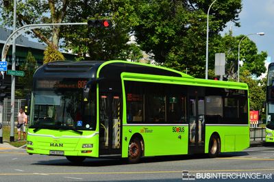 Bus 805 - SBS Transit MAN NL323F (A22) (SMB3091C)